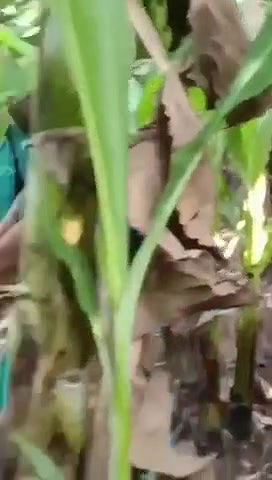 caught having sex in banana yard