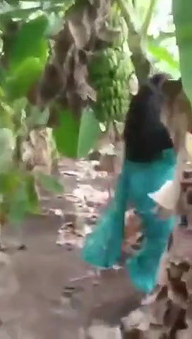 caught having sex in banana yard