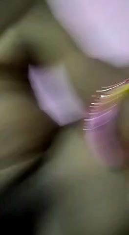 dusky slim girl pussy fucking with tooth brush