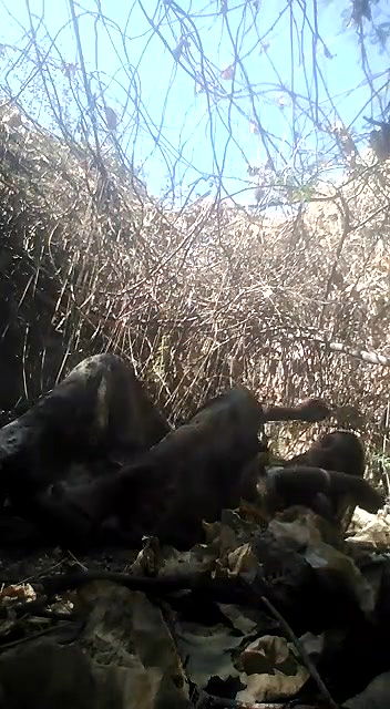 gaon ki bhabhi ko khule mein choda