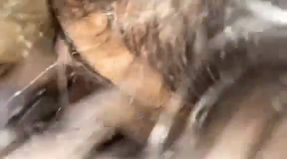 Bengali Sexy Chubby Girl Leaked Full Collection Clip 4