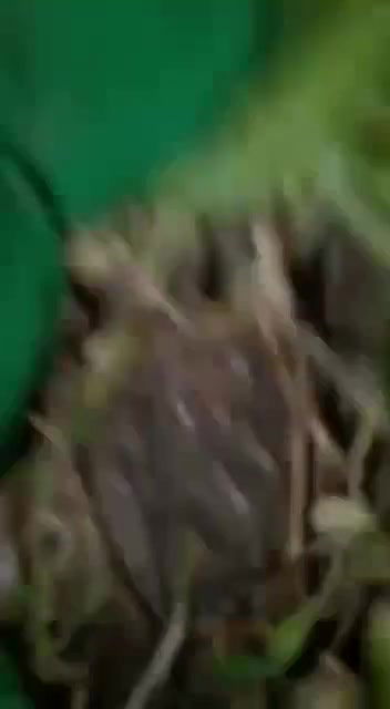 pussy fingering by neighbour