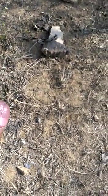 Dehati sexy pussy fucking outdoor sex MMS