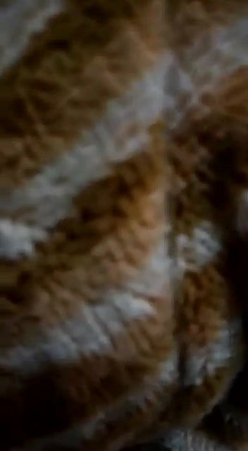 newly married wife fucked at night