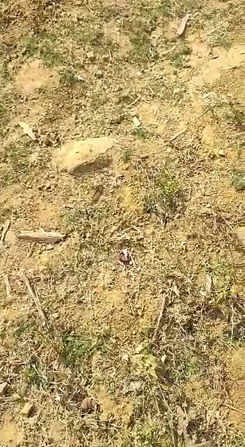 Indian Bhabhi sex in the outdoors