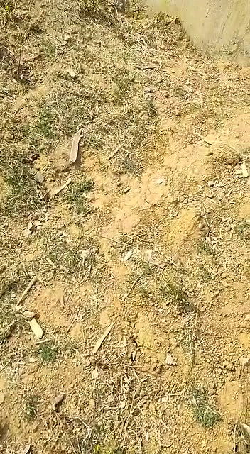 Indian Bhabhi sex in the outdoors