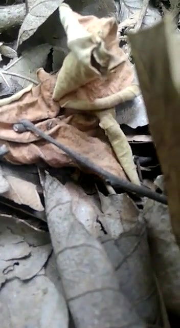 Jungle Me Jake Choda Chodi Karte Hue Gf Bf