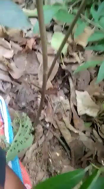 Jungle Me Jake Choda Chodi Karte Hue Gf Bf