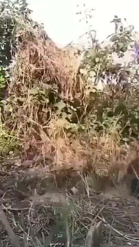 sexy wife pussy masturbation with cucumber in outdoor jungle