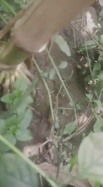 Dehati Desi Bhabhi fucked in jungle