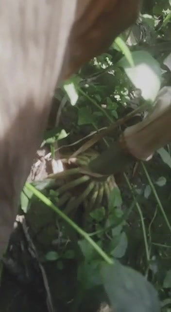 Dehati Desi Bhabhi fucked in jungle