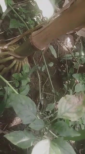 Dehati Desi Bhabhi fucked in jungle