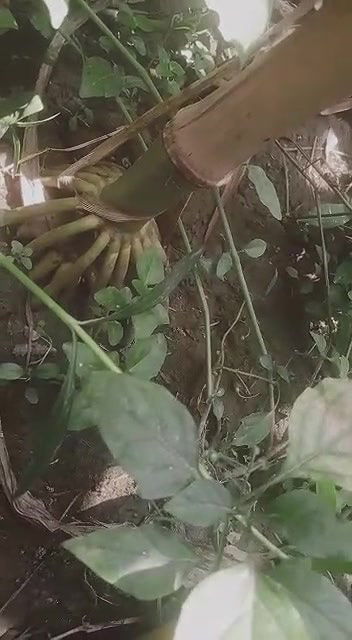 Dehati Desi Bhabhi fucked in jungle