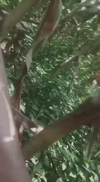 Dehati Desi Bhabhi fucked in jungle