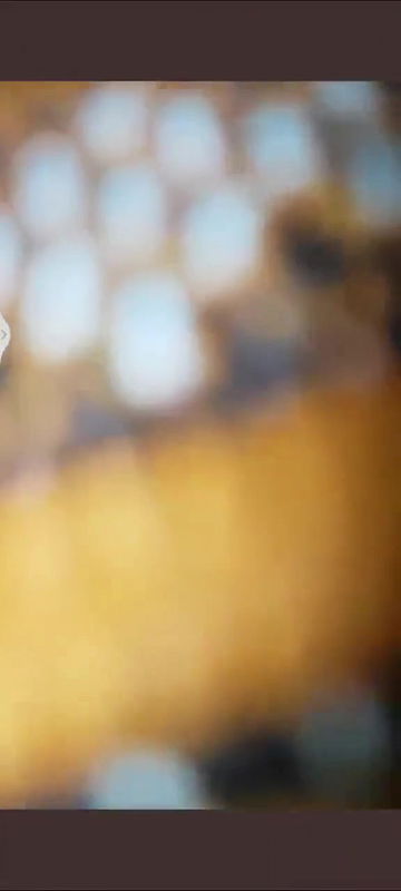 north couples fucking