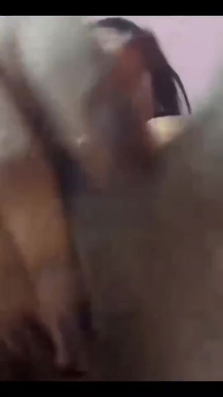 dusky desi girl tits and pussy