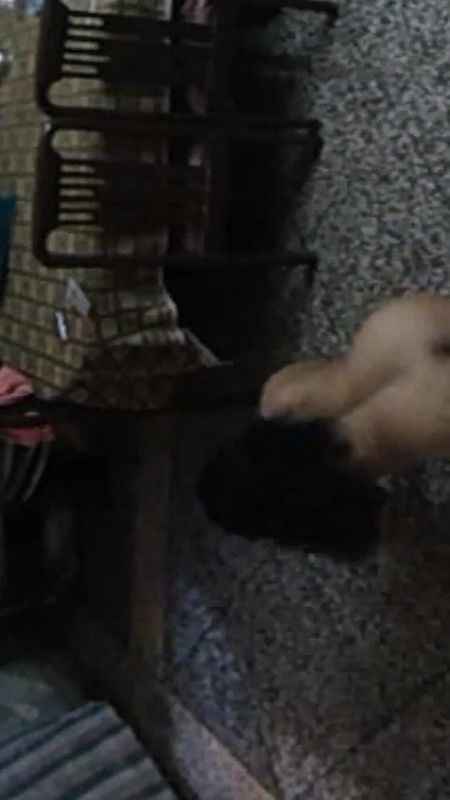 bengali mona bhabhi having sex with her boyfriend