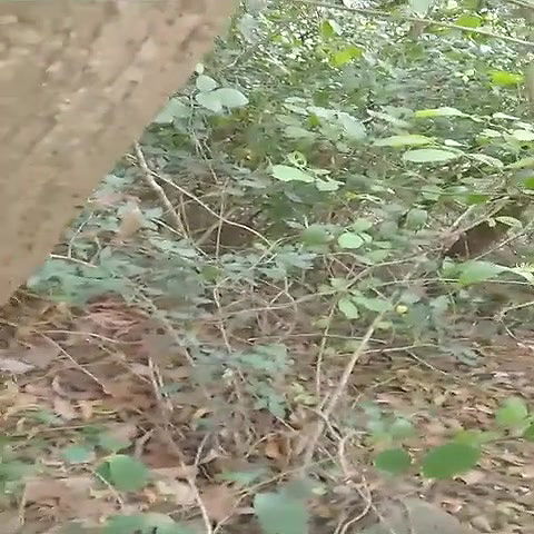 gaon ki bhabhi ko khule mein choda