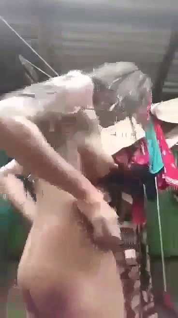 sharp boob nude girl