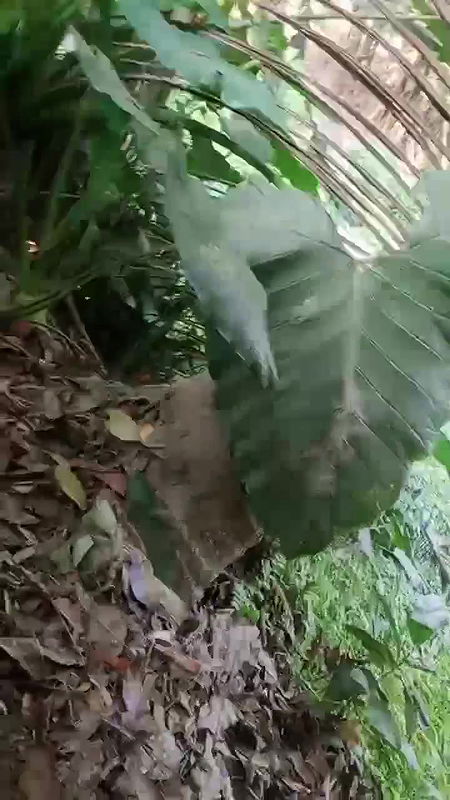 Neighbour Bhabhi Bathing Captured Secretly