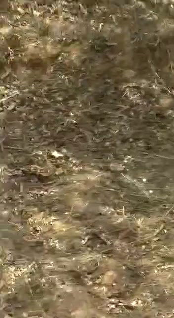 khule mein bhabhi ke sath chudai