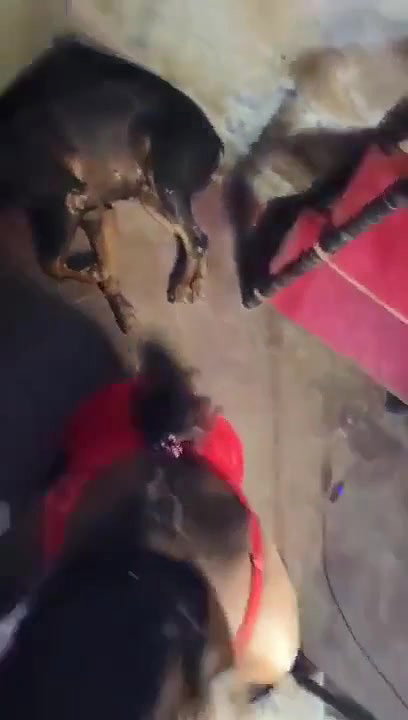 sister blowing brother