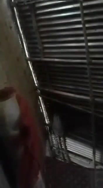 Slim Cute Dusky Young Village Girl Recording Her Nude Front And Back For Her Lover