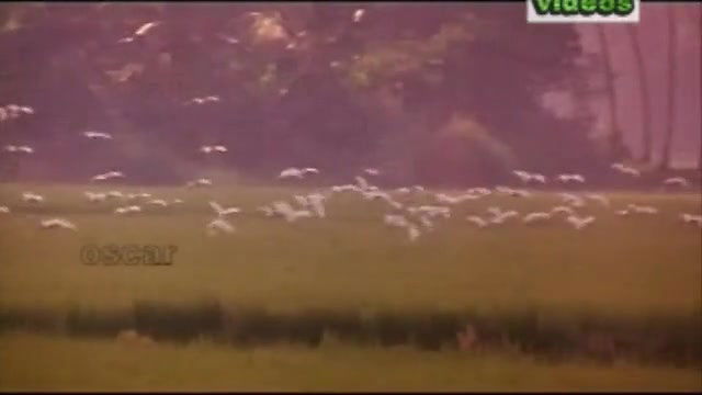 Aandala Sundari Telugu Dubbed Mallu Movie