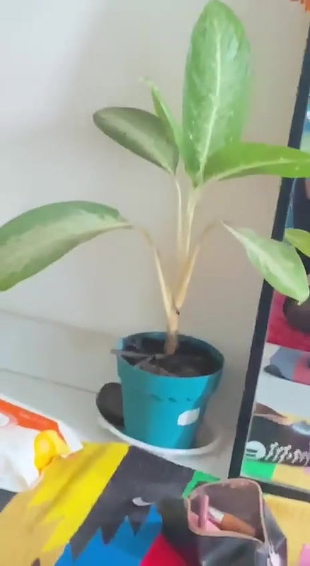 Desi Horny girl fucking hard