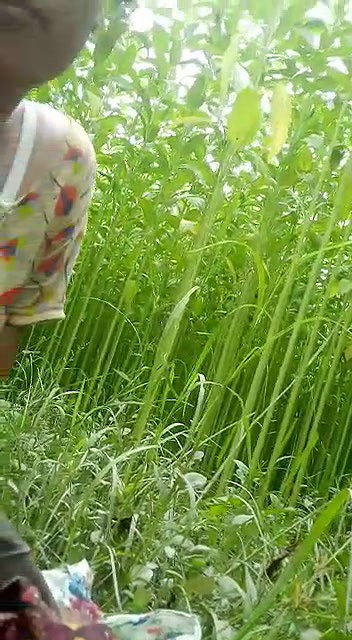 Dehati Gf sucking dick outdoor video scandal