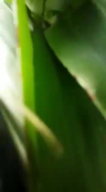 VID 20260409 WA0010
