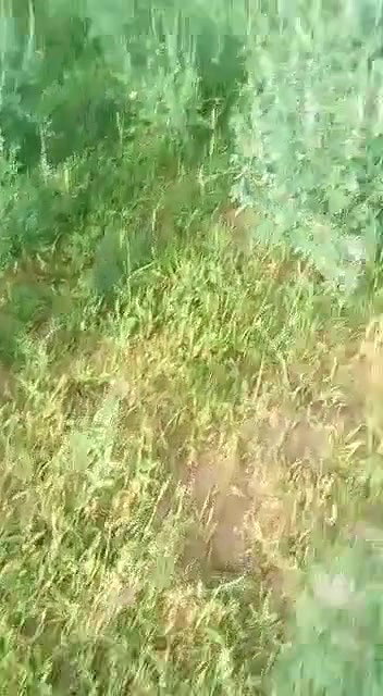 VID 20260409 WA0018