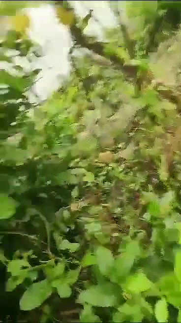 VID 20260102 WA0002