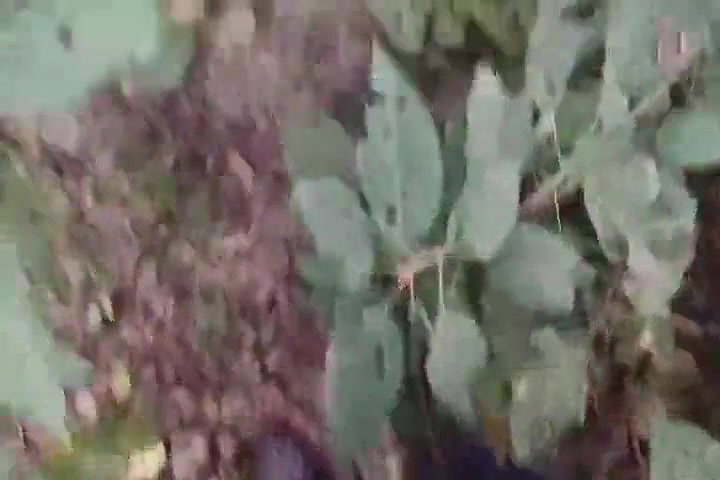 Bhavi Ne Apne Boyfriend Ko Cll Kar Ke Jungle Me Bulaya Aur Doggy Ban Kar Apni Chut Marwai