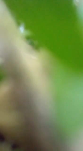 big boobs neighbor aunty viral outdoor fucking