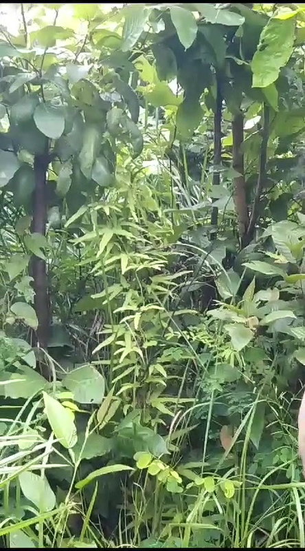 nice booby Odia girl outdoor sex viral MMS