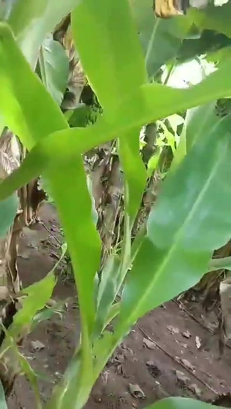 mallu wife outdoor sex at backyard of house