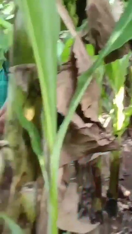 mallu wife outdoor sex at backyard of house