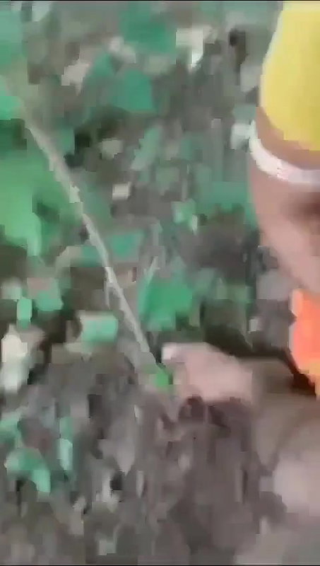 Desi aunty outdoor sex and blowjob in jungle