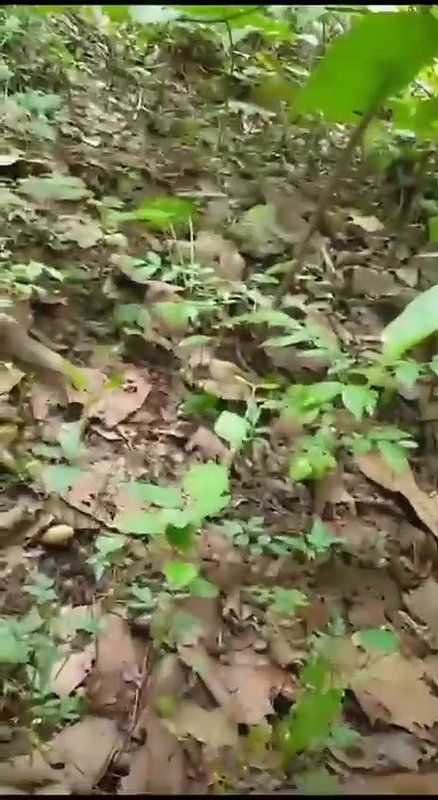 sex affair bhabhi xxx Indian outdoor jungle sex