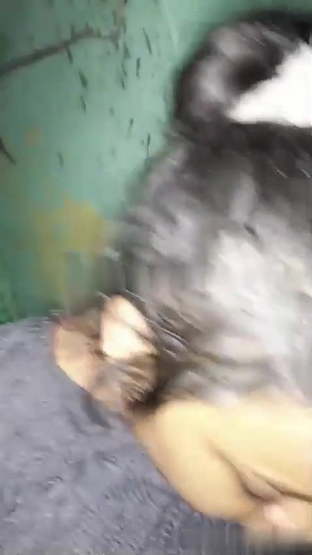 hottest bhabhi sex after giving blowjob to devar