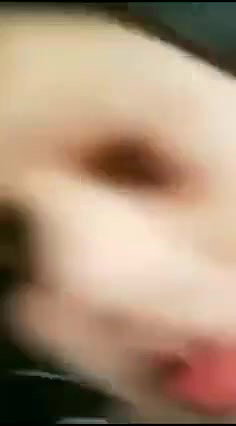 Bangladeshi sex viral Tango chat girl huge boobs