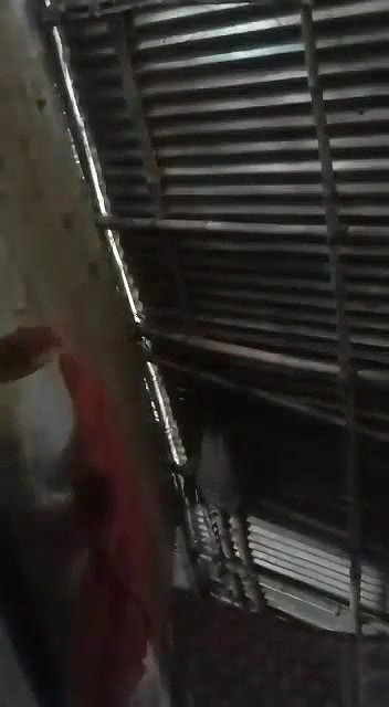 Bangla naked village girl first time viral show