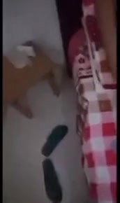 hot GF topless selfie Srilankan sex videos