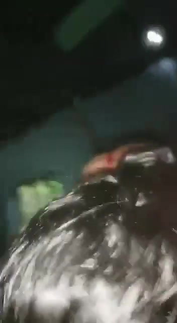 mallu hot chechi topless blowjob video update