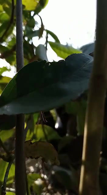 desi randi group sex with local guys viral outdoor