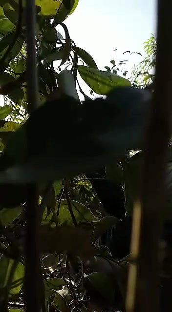 desi randi group sex with local guys viral outdoor