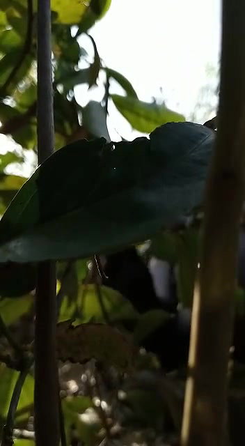 desi randi group sex with local guys viral outdoor