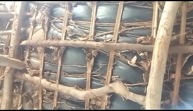 sleeping village wife under boobs show viral MMS