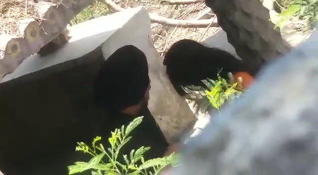 Punjabi girl outdoor sex viral hidden cam